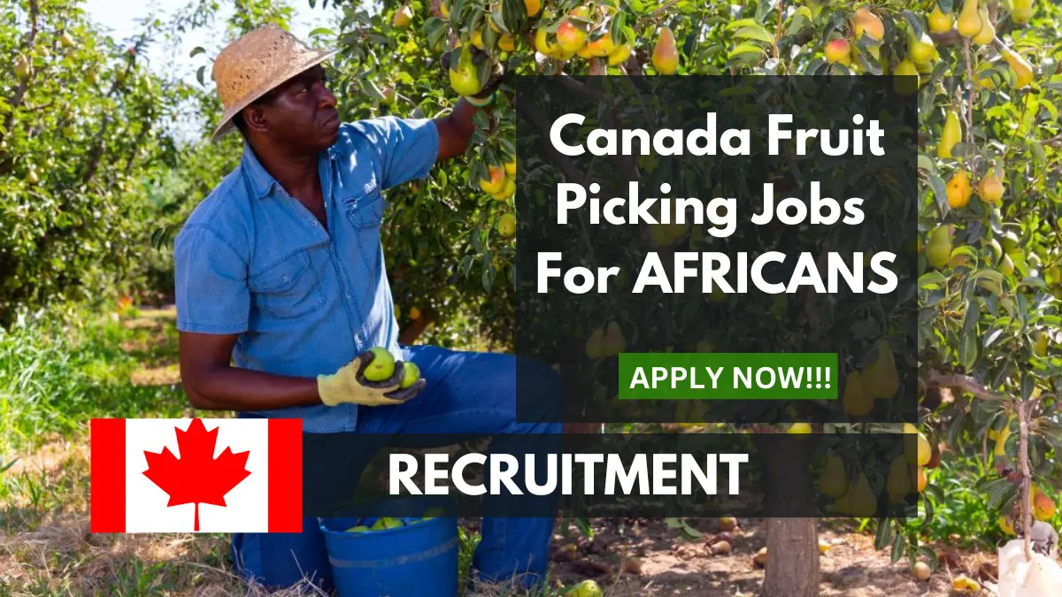 Canada Fruit Picking Jobs (May 2024) for Africans, Open Jobs, Online Application